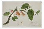 Dendrophthoe falcata, 1785 by Anna Maria Jones