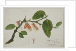 Dendrophthoe falcata, 1785 by Anna Maria Jones