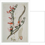 Butea superba Willd, 1787 by Indian School