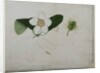 Dillenia indica, 1787 by al-Din Zayn