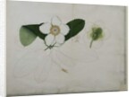 Dillenia indica, 1787 by al-Din Zayn