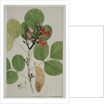 Butea monosperma, also called Flame of the Forest, 1787 by Indian School