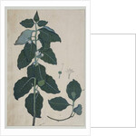 Cerbera manghas L, 1787 by Zayn al-Din