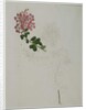 Lagerstroemia indica L., 1787 by al-Din Zayn