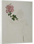 Lagerstroemia indica L., 1787 by al-Din Zayn