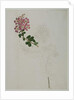 Lagerstroemia indica L., 1787 by al-Din Zayn