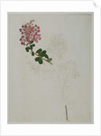 Lagerstroemia indica L., 1787 by al-Din Zayn