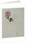 Lagerstroemia indica L., 1787 by al-Din Zayn