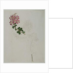 Lagerstroemia indica L., 1787 by al-Din Zayn