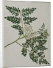 Moringa oleifera, also called horse-raddish tree, or drumstick tree by Anna Maria Jones