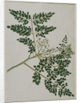Moringa oleifera, also called horse-raddish tree, or drumstick tree by Anna Maria Jones