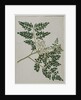 Moringa oleifera, also called horse-raddish tree, or drumstick tree by Anna Maria Jones