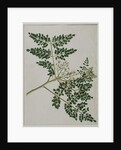 Moringa oleifera, also called horse-raddish tree, or drumstick tree by Anna Maria Jones