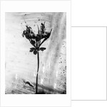 Amid the Flowers 14, 2021 by Teis Albers