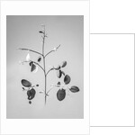 Amid the Flowers 60, 2021 by Teis Albers