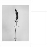 Amid the Flowers 74, 2021 by Teis Albers