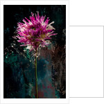 Sugarplum, 2018 by Teis Albers