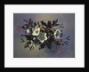 AB/89 Christmas roses by Albert Williams