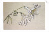 Lily by Albert Williams