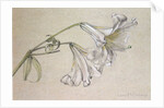 Lily by Albert Williams