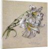 Lily by Albert Williams