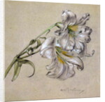 Lily by Albert Williams