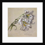 Lily by Albert Williams