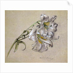 Lily by Albert Williams