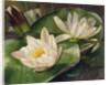 Water Lilies, 20th century by Albert Williams