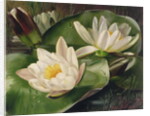 Water Lilies, 20th century by Albert Williams