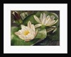 Water Lilies, 20th century by Albert Williams