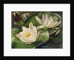 Water Lilies, 20th century by Albert Williams