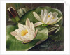Water Lilies, 20th century by Albert Williams