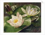 Water Lilies, 20th century by Albert Williams