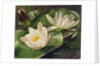 Water Lilies, 20th century by Albert Williams