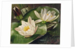 Water Lilies, 20th century by Albert Williams