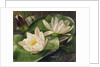Water Lilies, 20th century by Albert Williams