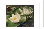 Water Lilies, 20th century by Albert Williams