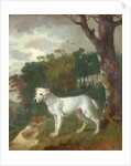 Bumper, a Bull Terrier, 1745 by Thomas Gainsborough