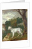 Bumper, a Bull Terrier, 1745 by Thomas Gainsborough