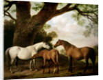Two Shafto Mares and a Foal, 1774 by George Stubbs
