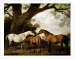 Two Shafto Mares and a Foal, 1774 by George Stubbs