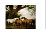 Two Shafto Mares and a Foal, 1774 by George Stubbs