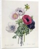 Anemone: Simple by Pierre Joseph Redouté