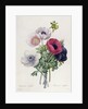 Anemone: Simple by Pierre Joseph Redouté