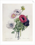 Anemone: Simple by Pierre Joseph Redouté