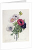 Anemone: Simple by Pierre Joseph Redouté