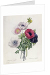 Anemone: Simple by Pierre Joseph Redouté