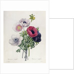 Anemone: Simple by Pierre Joseph Redouté