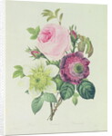 Rose, anemone and Clematide by Pierre Joseph Redouté